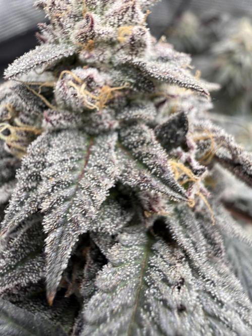 RE-VEG CLONES!. Week 14