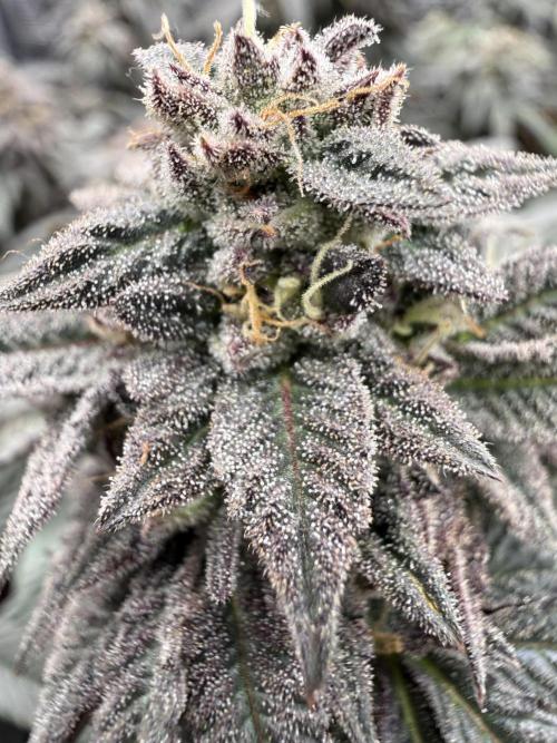 RE-VEG CLONES!. Week 14