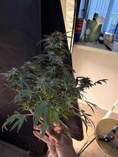 RE-VEG CLONES!. Week 14