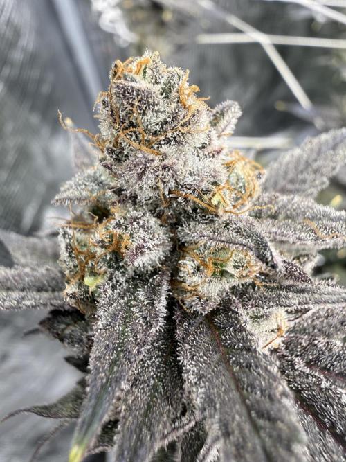 Butter waves n nana glue clones. Week 16