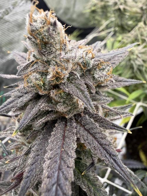 Butter waves n nana glue clones. Week 16