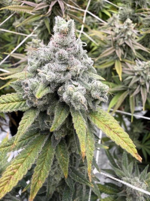 Butter waves n nana glue clones. Week 16