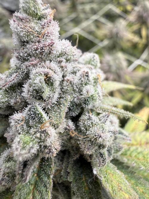 Butter waves n nana glue clones. Week 17