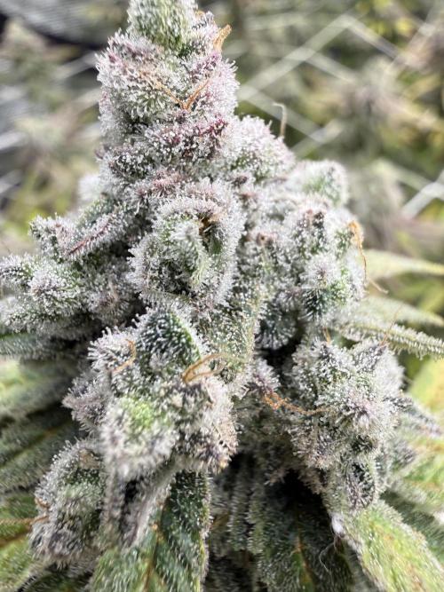 Butter waves n nana glue clones. Week 17