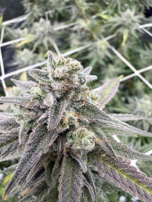 Butter waves n nana glue clones. Week 17