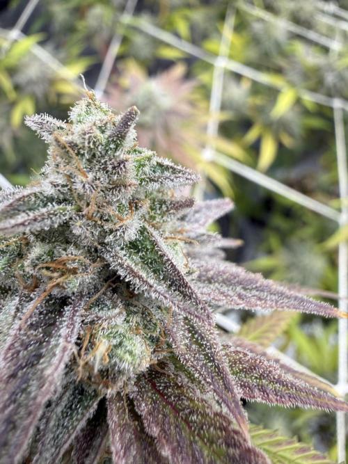 Butter waves n nana glue clones. Week 17