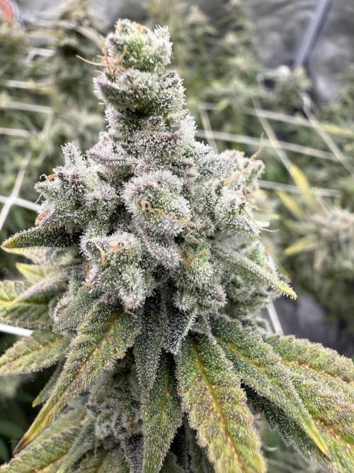 Butter waves n nana glue clones. Week 17