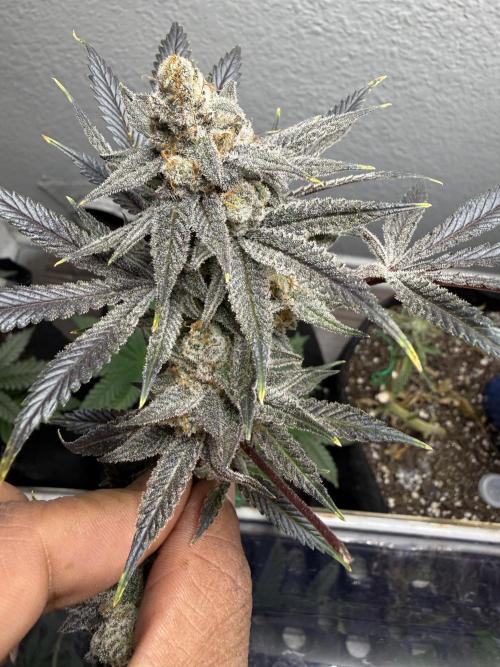 Butter waves n nana glue clones. Week 17