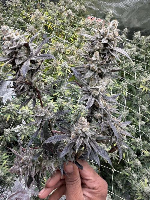 Butter waves n nana glue clones. Week 17