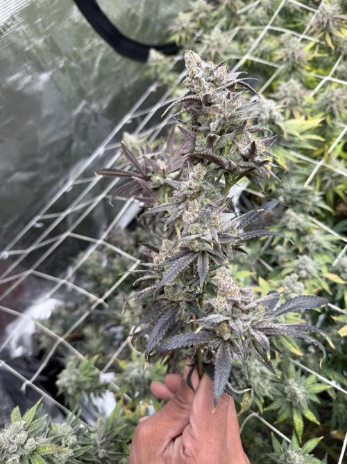 Butter waves n nana glue clones. Week 17