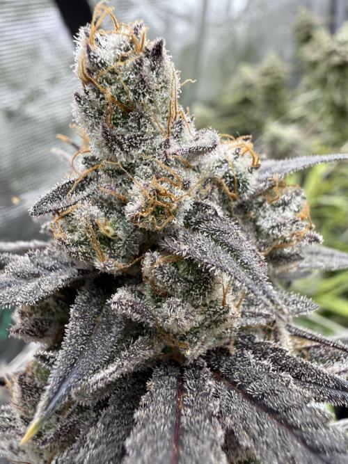 Butter waves n nana glue clones. Week 17