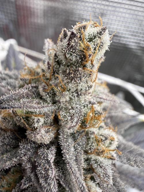 Butter waves n nana glue clones. Week 17