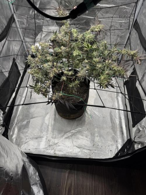 Butter waves n nana glue clones. Week 17