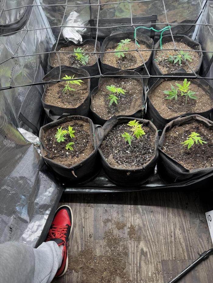 Butter wavez clones. Week 0