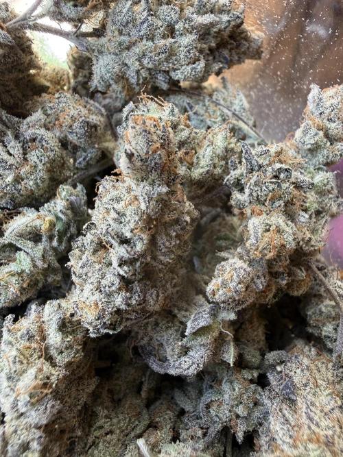 Butter waves n nana glue clones. Week 17