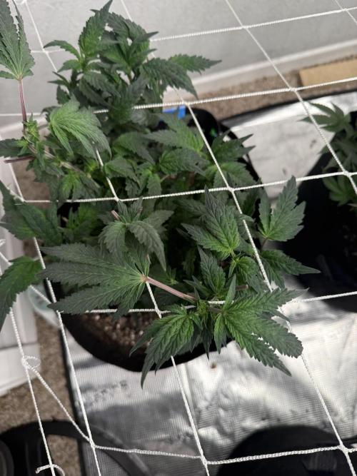 Terp season. Week 9