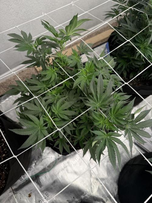Terp season. Week 9