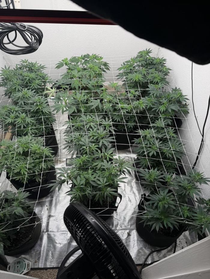 Hella jelly. Week 8