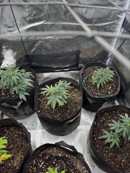 Butter wavez clones. Week 2