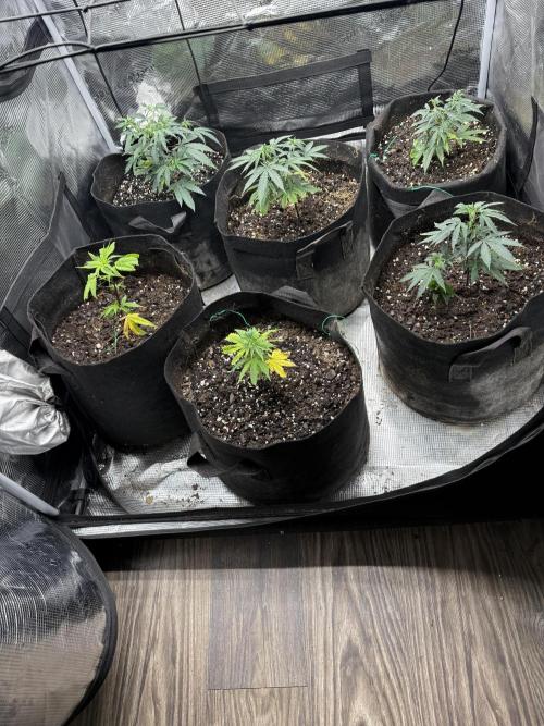 Butter wavez clones. Week 2