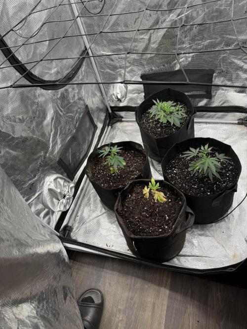 Butter wavez clones. Week 2