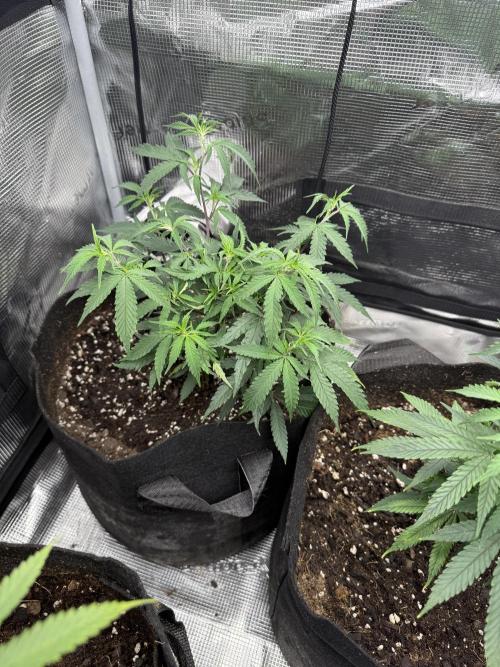 Butter wavez clones. Week 3