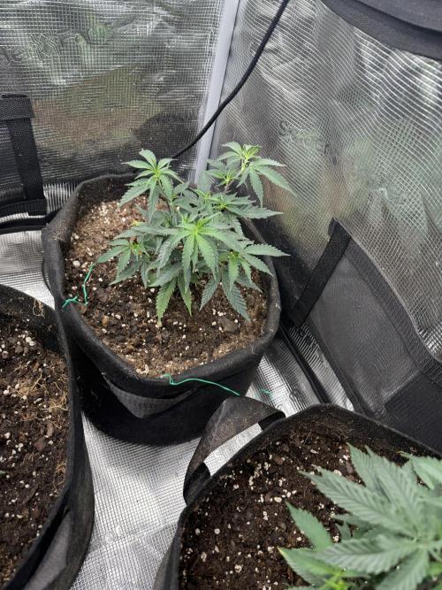 Butter wavez clones. Week 3
