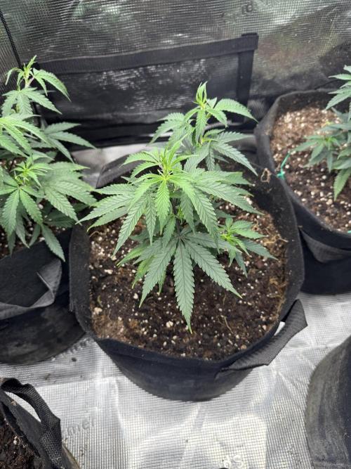Butter wavez clones. Week 3