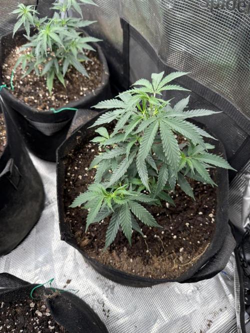 Butter wavez clones. Week 3