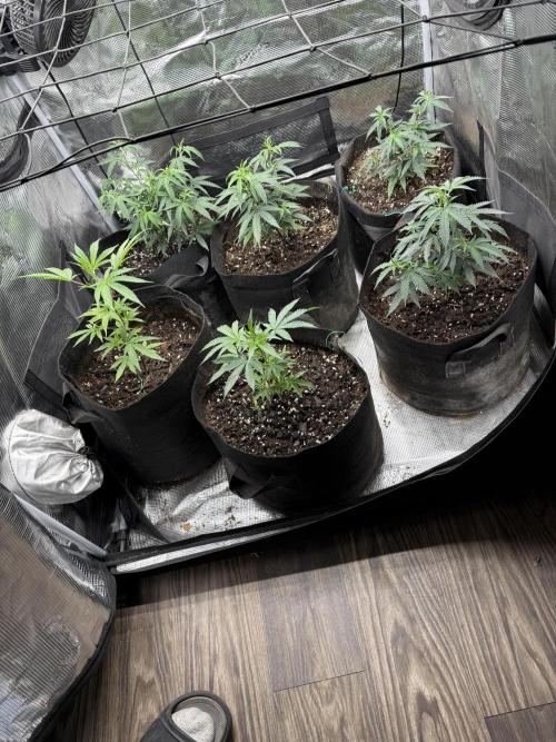 Butter wavez clones. Week 3