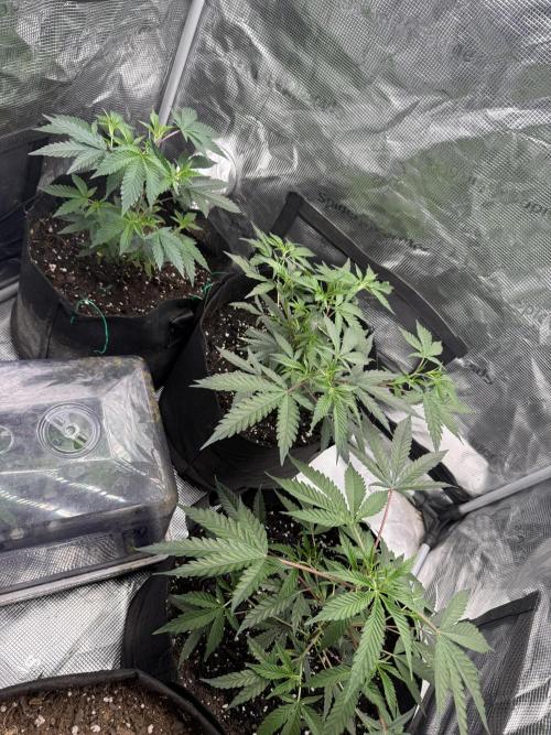 Butter wavez clones. Week 3