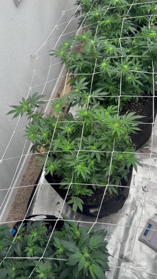 Terp season