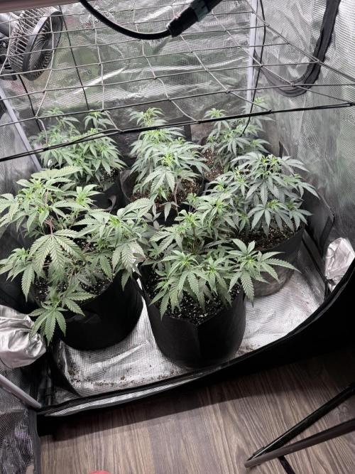 Butter wavez clones. Week 4