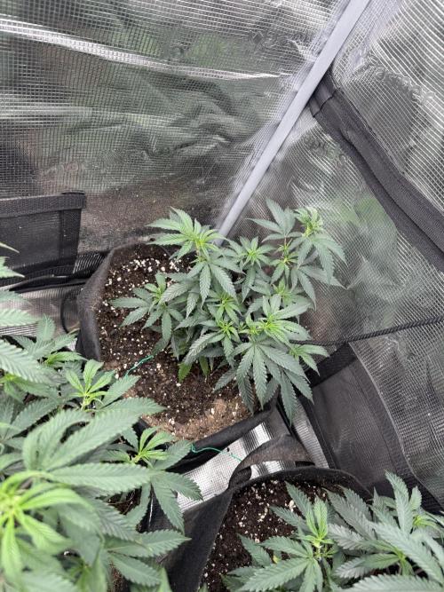 Butter wavez clones. Week 4
