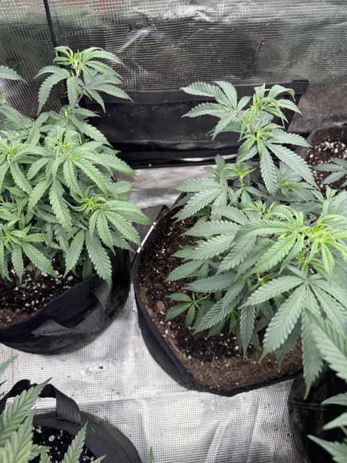 Butter wavez clones. Week 4