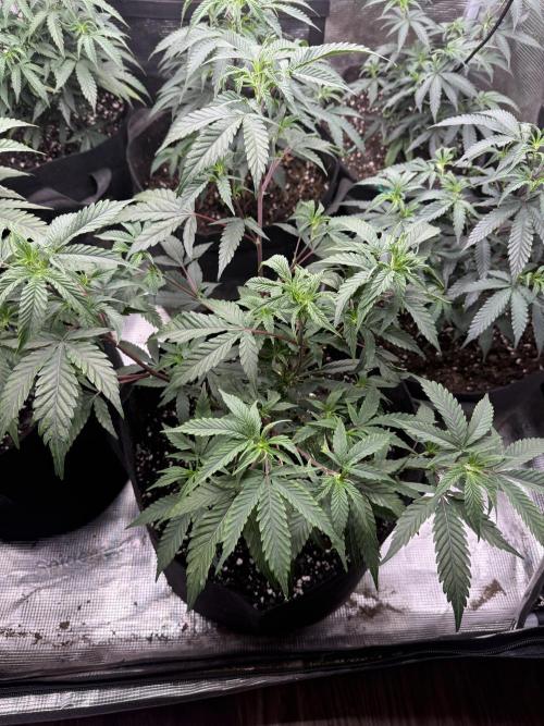 Butter wavez clones. Week 4