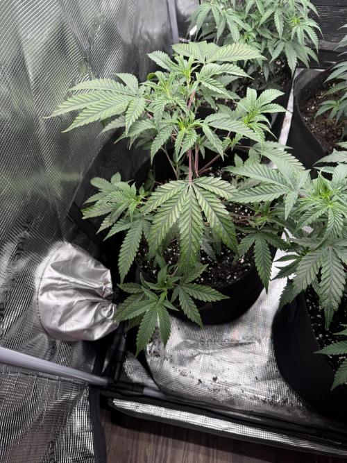 Butter wavez clones. Week 4