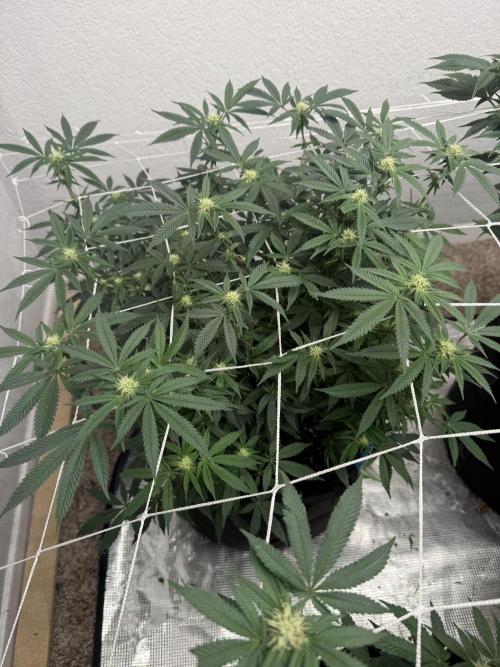 Terp season. Week 12