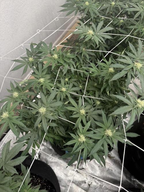 Terp season. Week 12