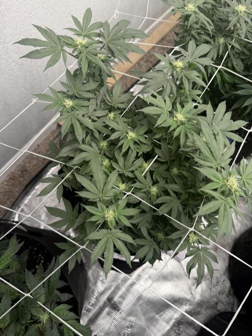 Glamorous Grapes. Week 12