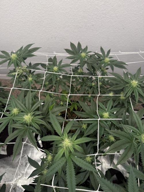 Hella jelly. Week 10