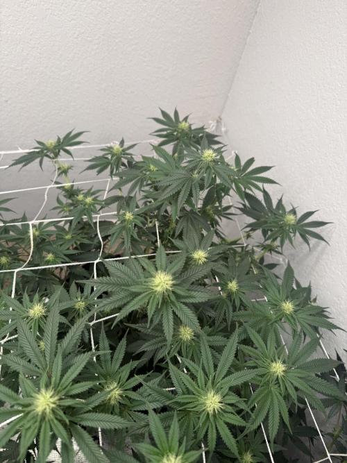 Hella jelly. Week 10