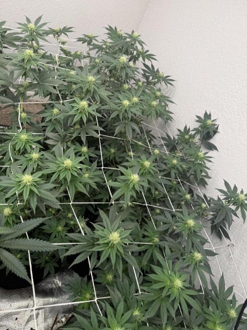 Hella jelly. Week 10
