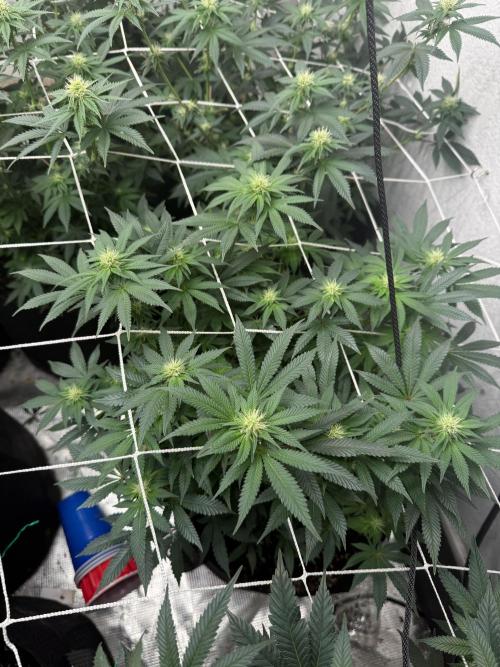 Hella jelly. Week 10