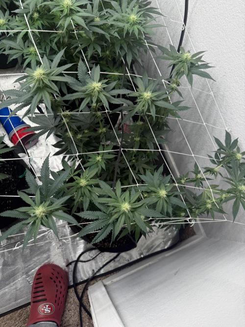 Hella jelly. Week 10
