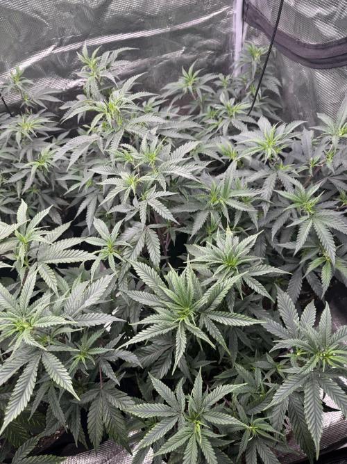 Butter wavez clones. Week 5