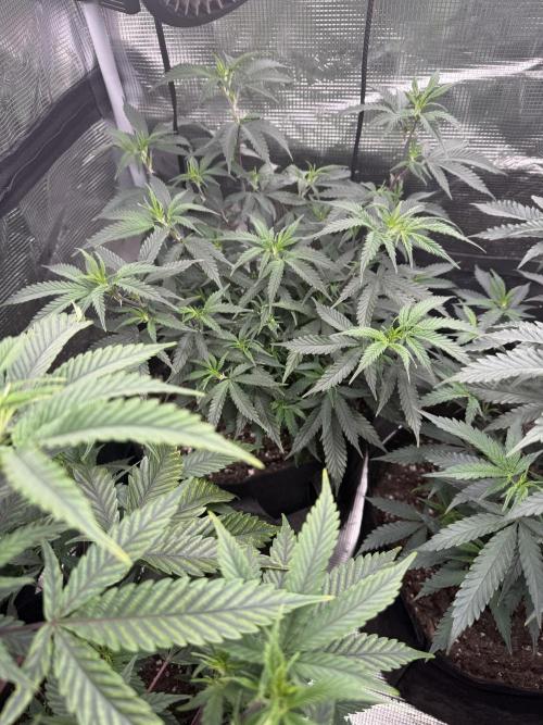 Butter wavez clones. Week 5