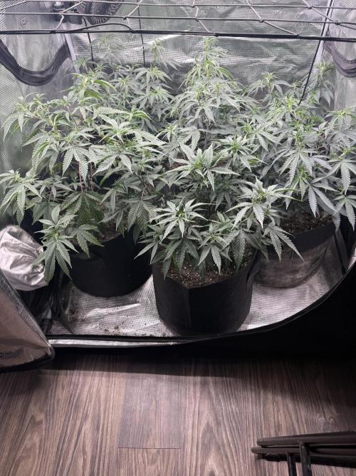 Butter wavez clones. Week 5