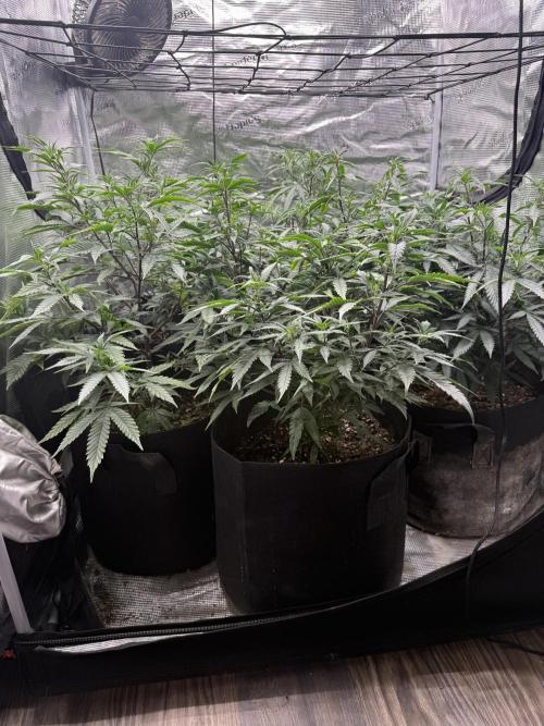 Butter wavez clones. Week 6