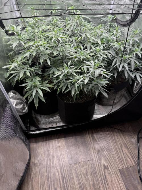 Butter wavez clones. Week 6